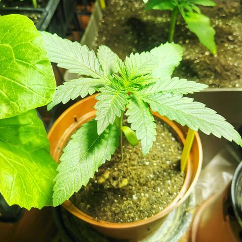 Purple Queen growlog timeline photo