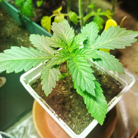 Special Queen #1 growlog timeline photo