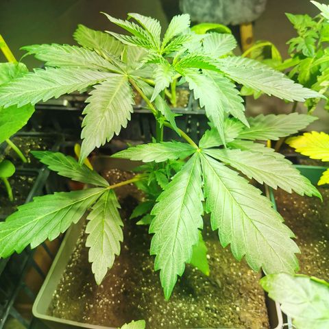 Skunk XL growlog timeline photo
