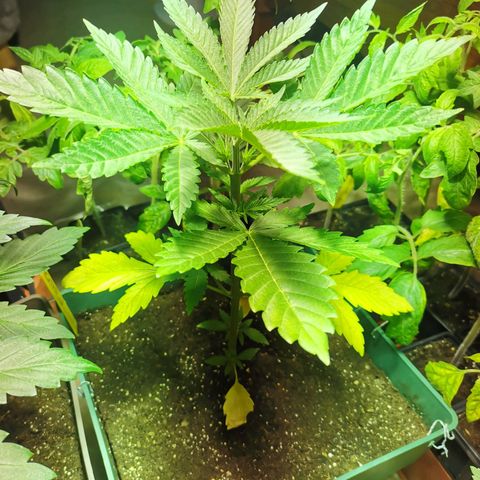 Critical growlog timeline photo