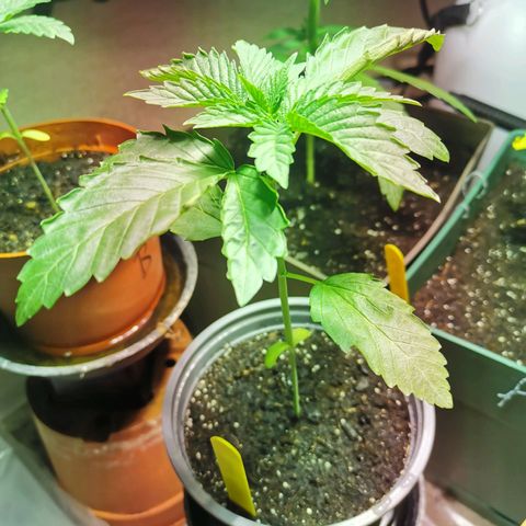 Power Flower growlog timeline photo