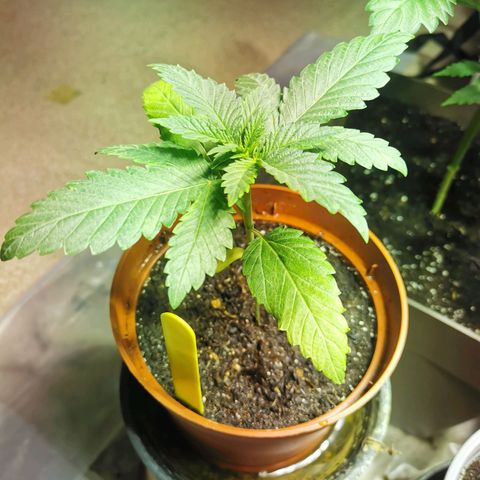 Purple Queen growlog timeline photo