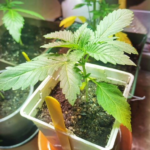 Special Queen #1 growlog timeline photo