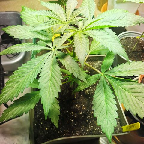 Skunk XL growlog timeline photo