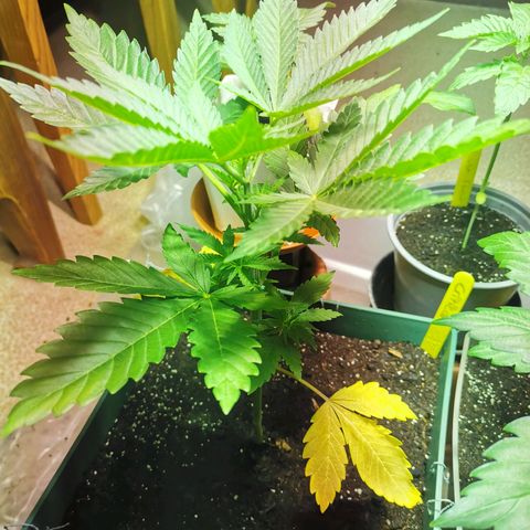 Critical growlog timeline photo