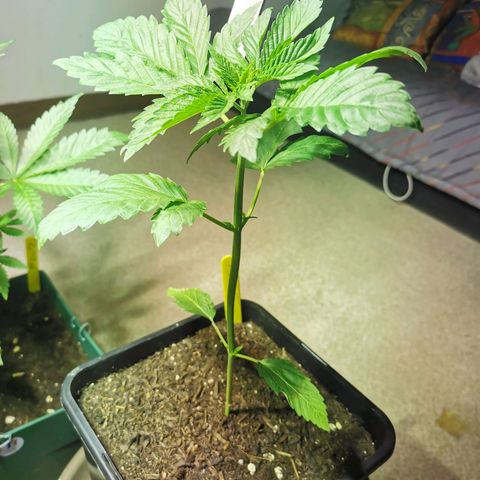 Power Flower growlog timeline photo