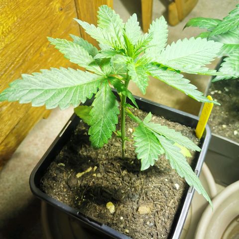 Purple Queen growlog timeline photo