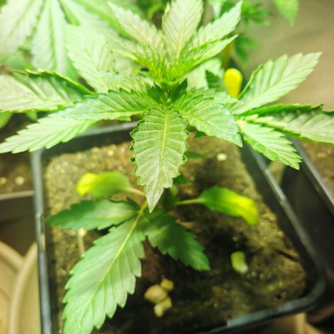 Special Queen #1 growlog timeline photo