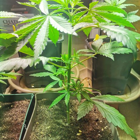 Skunk XL growlog timeline photo