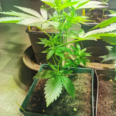 Critical growlog timeline photo