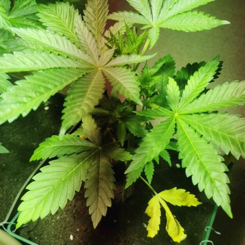 Critical growlog timeline photo