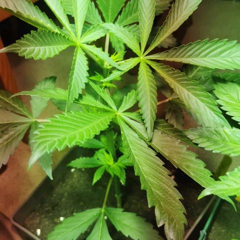 Skunk XL growlog timeline photo
