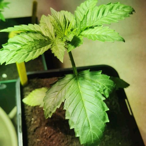 Power Flower growlog timeline photo