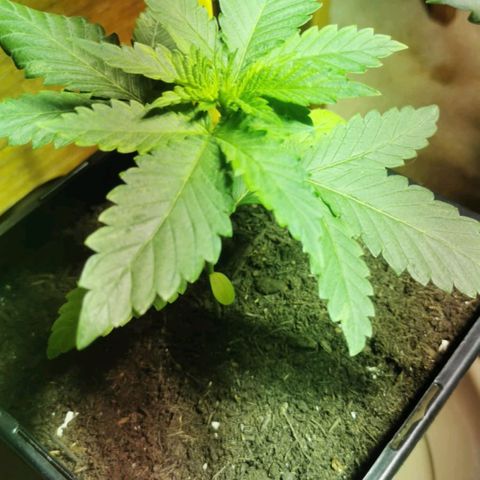 Purple Queen growlog timeline photo