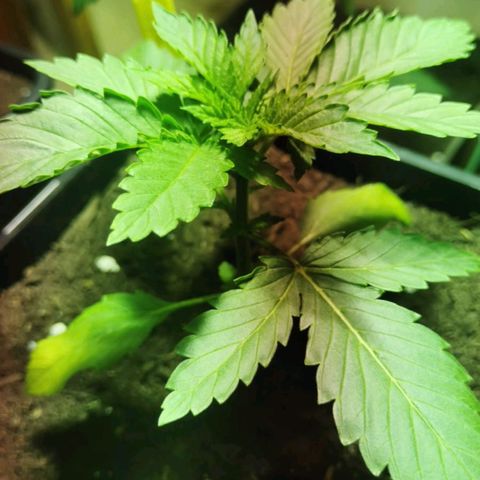 Special Queen #1 growlog timeline photo