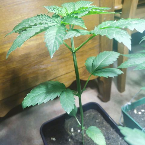 Power Flower growlog timeline photo