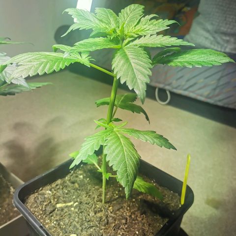 Purple Queen growlog timeline photo