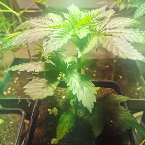 Special Queen #1 growlog timeline photo