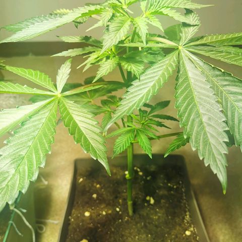 Skunk XL growlog timeline photo