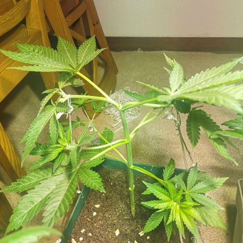 Critical growlog timeline photo