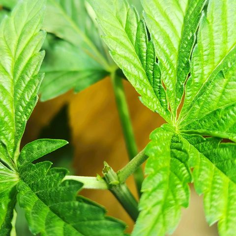 Power Flower growlog timeline photo