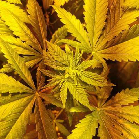 Purple Queen growlog timeline photo