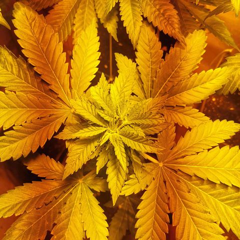 Special Queen #1 growlog timeline photo