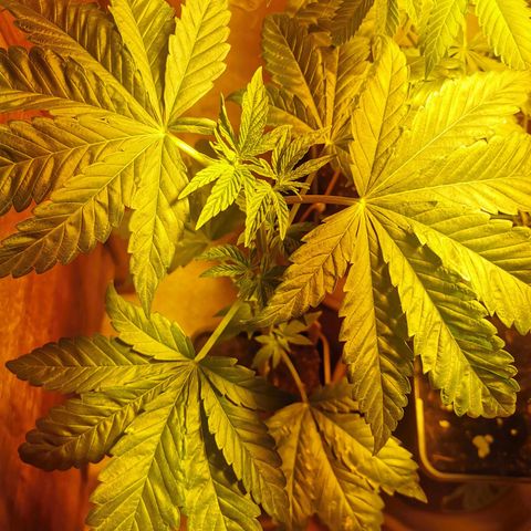 Power Flower growlog timeline photo