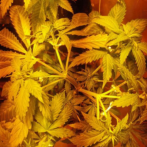 Skunk XL growlog timeline photo