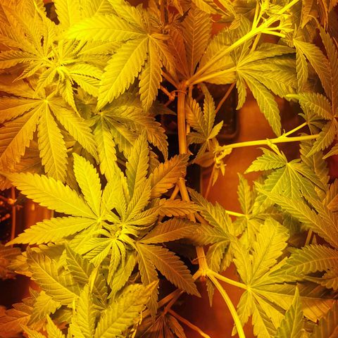 Critical growlog timeline photo