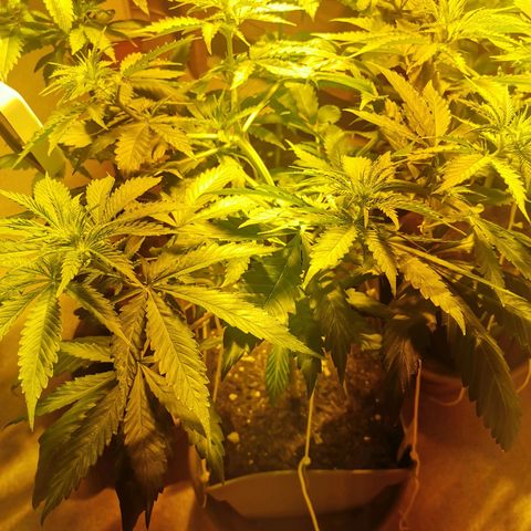 Skunk XL growlog timeline photo