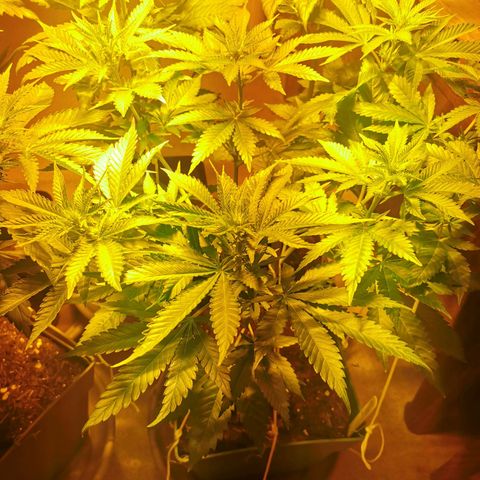 Critical growlog timeline photo