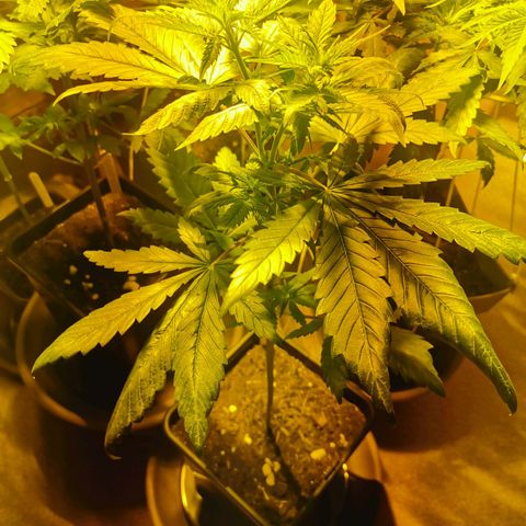 Purple Queen growlog timeline photo