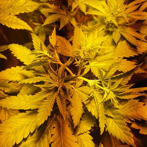 Special Queen #1 growlog timeline photo