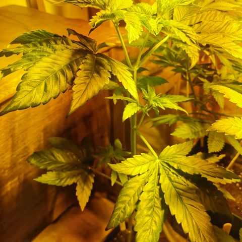 Power Flower growlog timeline photo