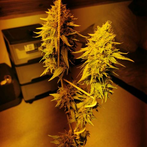 Power Flower growlog timeline photo