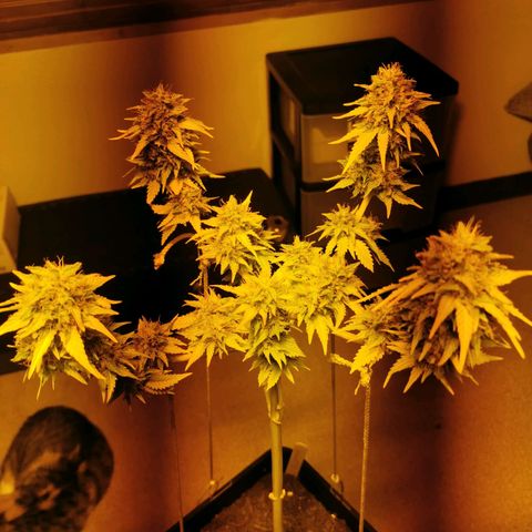 Special Queen #1 growlog timeline photo