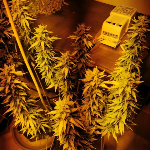 Skunk XL growlog timeline photo