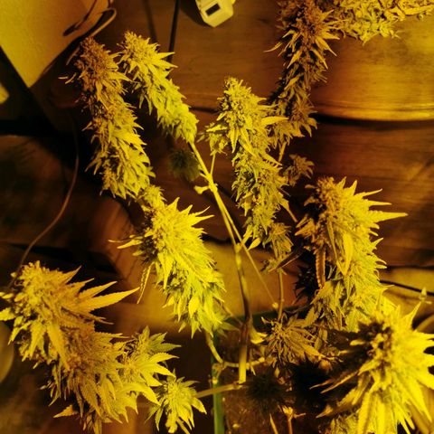 Critical growlog timeline photo
