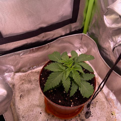 Waltraut growlog timeline photo