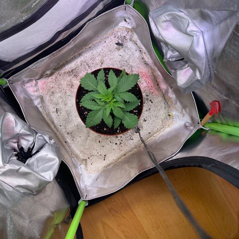 Waltraut growlog timeline photo