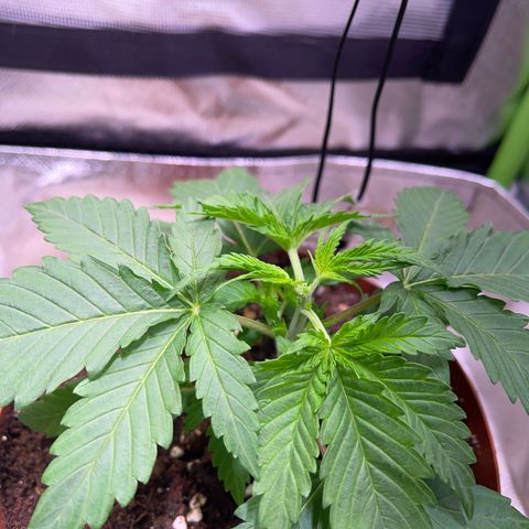 Waltraut growlog timeline photo