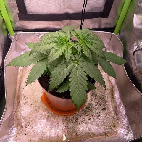 Waltraut growlog timeline photo