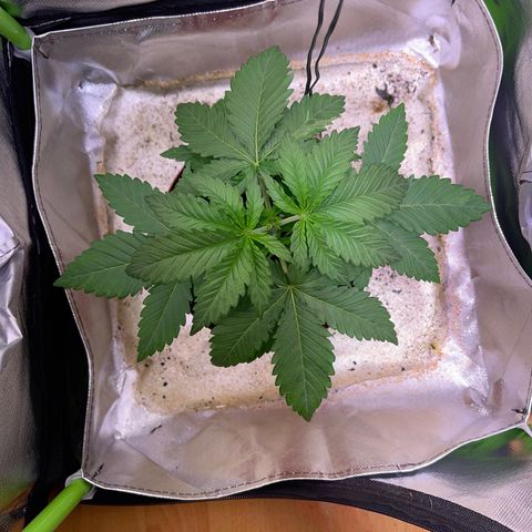 Waltraut growlog timeline photo