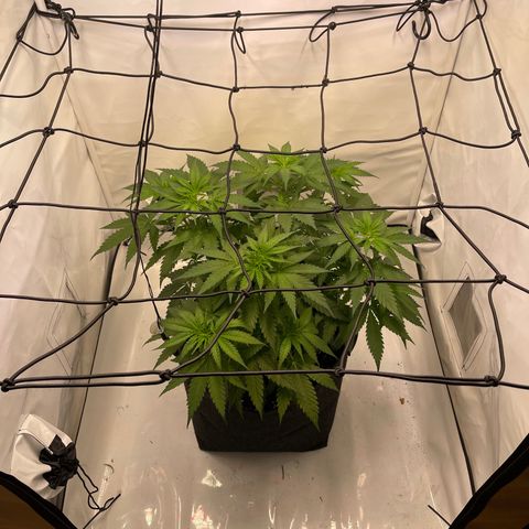Waltraut growlog timeline photo