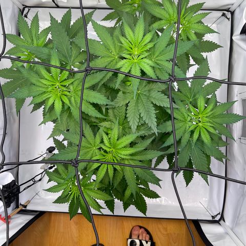 Waltraut growlog timeline photo