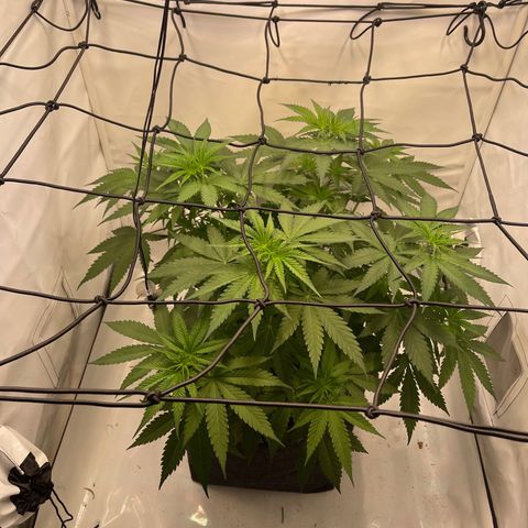 Waltraut growlog timeline photo