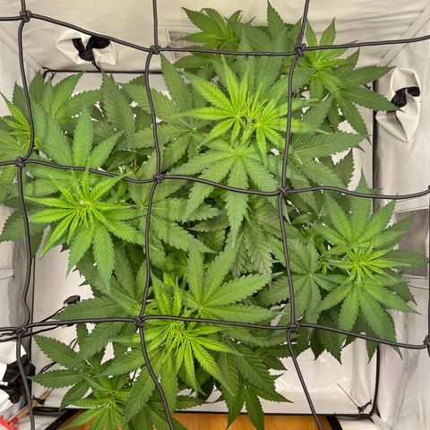 Waltraut growlog timeline photo