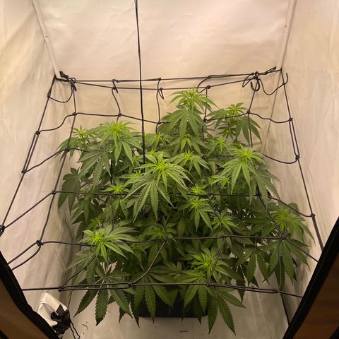 Waltraut growlog timeline photo
