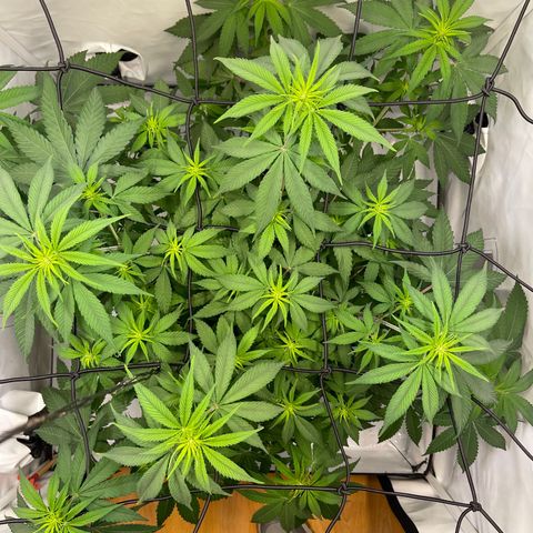 Waltraut growlog timeline photo